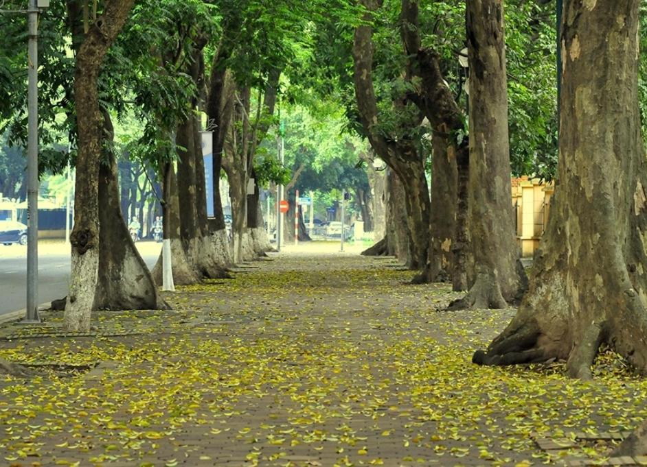 Da Tree Homestay Ханой Екстериор снимка